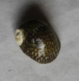 /products/theodoxus-elongatulus-morelet-1840/